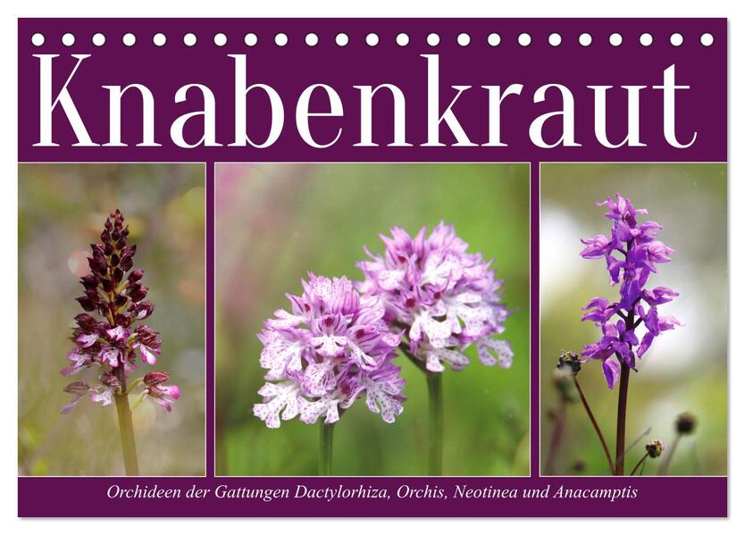 Knabenkraut (Tischkalender 2026 DIN A5 quer) CALVENDO Monatskalender