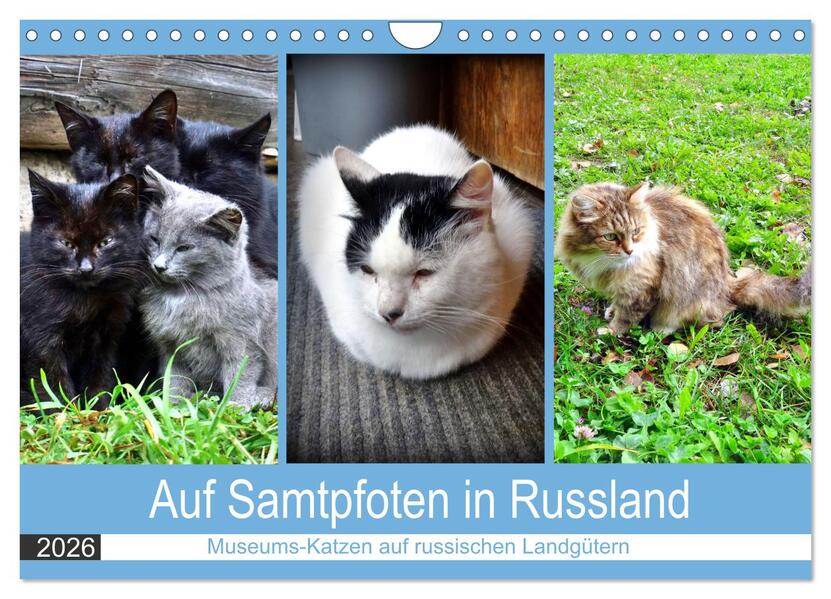 Auf Samtpfoten in Russland - Museums-Katzen auf russischen Landgütern (Wandkalender 2026 DIN A4 quer) CALVENDO Monatskalender