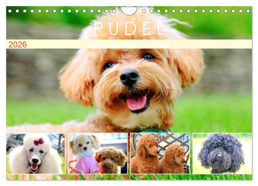 Pudel. Lustige Allrounder im Wollfell (Wandkalender 2026 DIN A4 quer) CALVENDO Monatskalender