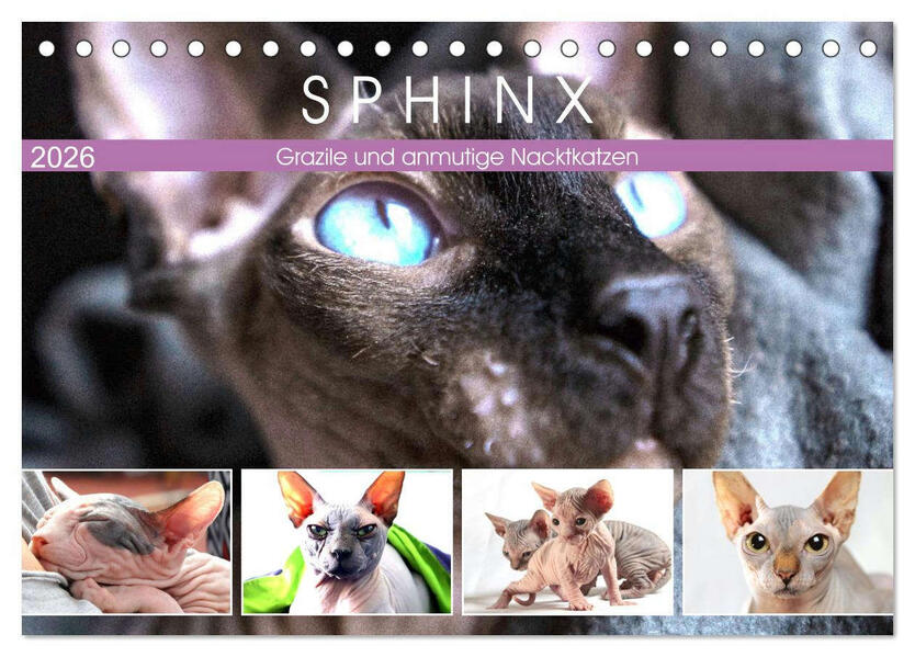 Sphinx. Grazile und anmutige Nacktkatzen (Tischkalender 2026 DIN A5 quer) CALVENDO Monatskalender