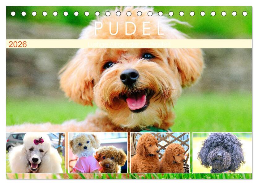 Pudel. Lustige Allrounder im Wollfell (Tischkalender 2026 DIN A5 quer) CALVENDO Monatskalender