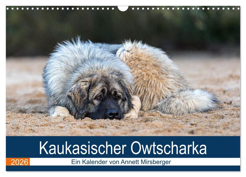 Kaukasischer Owtscharka (Wandkalender 2026 DIN A3 quer) CALVENDO Monatskalender