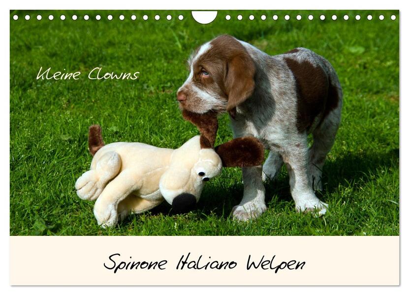 Spinone Italiano Welpen - Kleine Clowns (Wandkalender 2026 DIN A4 quer) CALVENDO Monatskalender