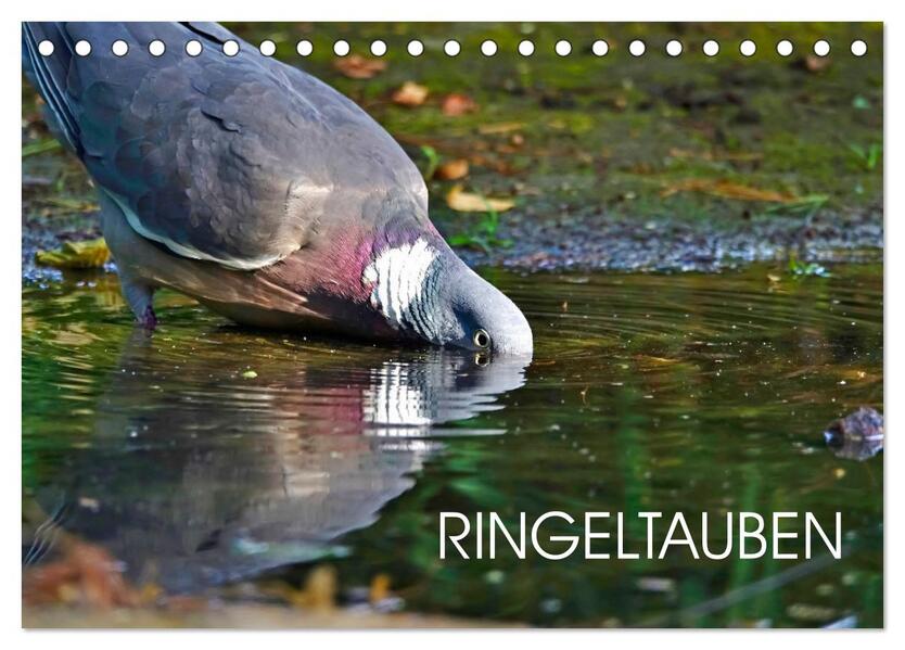 Ringeltauben (Tischkalender 2026 DIN A5 quer) CALVENDO Monatskalender