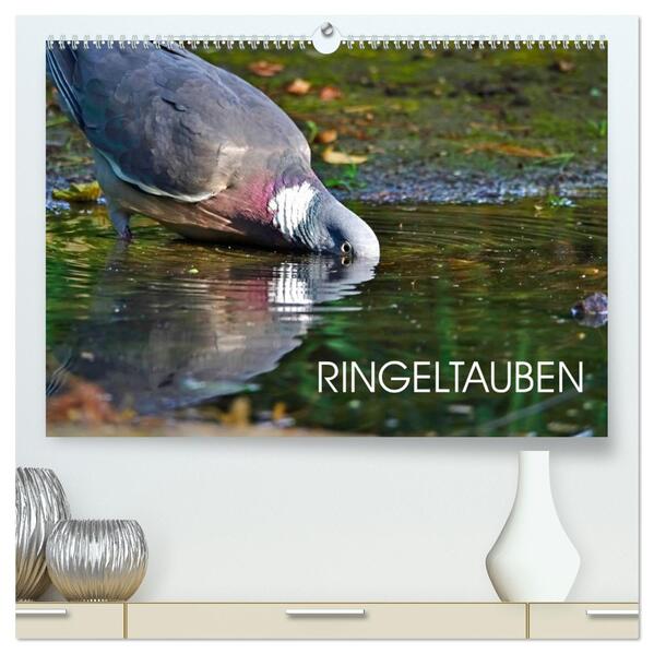 Ringeltauben (hochwertiger Premium Wandkalender 2026 DIN A2 quer) Kunstdruck in Hochglanz