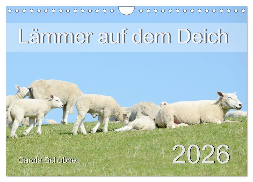Lämmer auf dem Deich (Wandkalender 2026 DIN A4 quer) CALVENDO Monatskalender