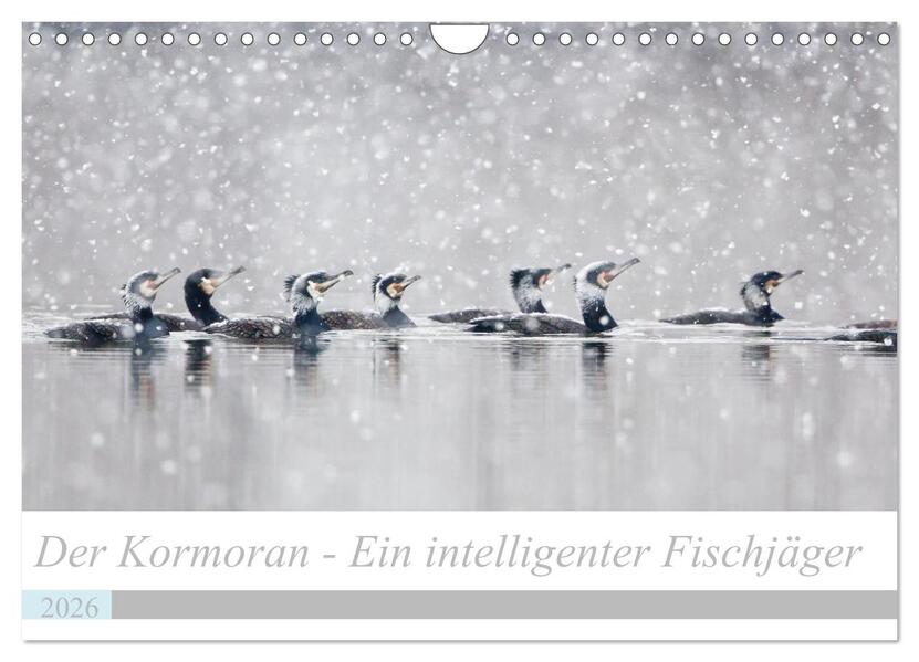 Der Kormoran - Ein intelligenter Fischjäger (Wandkalender 2026 DIN A4 quer) CALVENDO Monatskalender