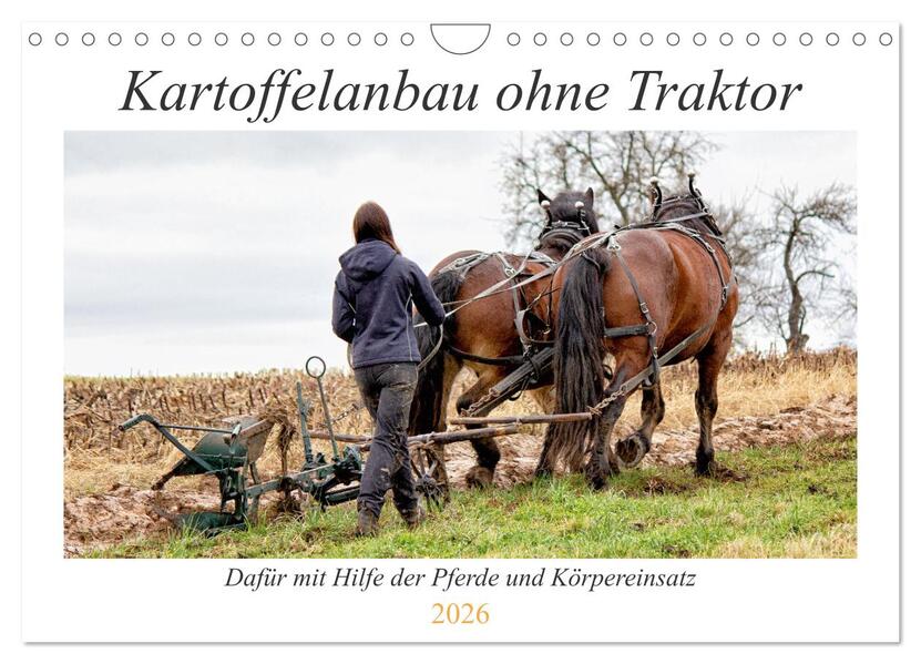 Kartoffelanbau ohne Traktor (Wandkalender 2026 DIN A4 quer) CALVENDO Monatskalender