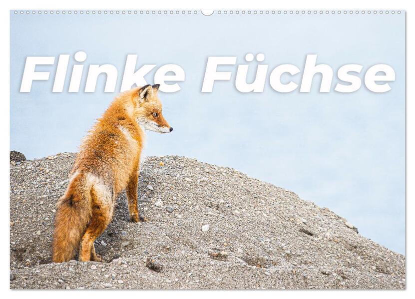 Flinke Füchse (Wandkalender 2026 DIN A2 quer) CALVENDO Monatskalender
