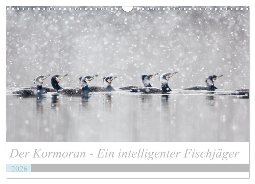 Der Kormoran - Ein intelligenter Fischjäger (Wandkalender 2026 DIN A3 quer) CALVENDO Monatskalender