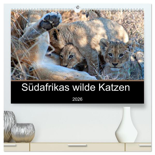 Südafrikas wilde Katzen (hochwertiger Premium Wandkalender 2026 DIN A2 quer) Kunstdruck in Hochglanz