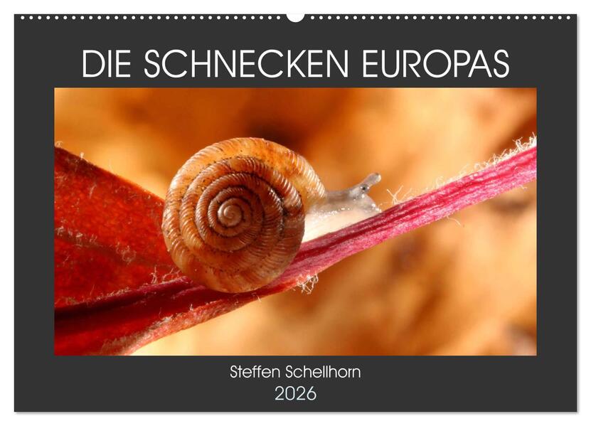 DIE SCHNECKEN EUROPAS (Wandkalender 2026 DIN A2 quer) CALVENDO Monatskalender