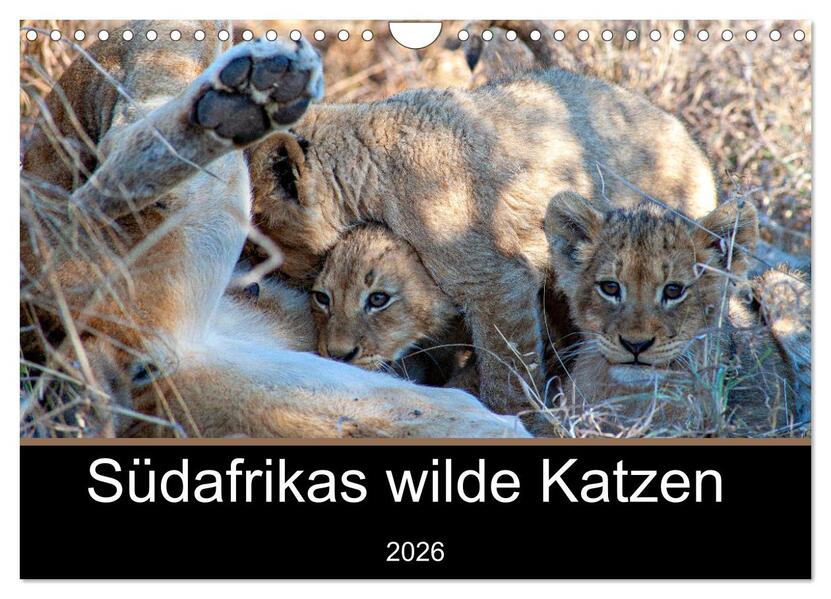 Südafrikas wilde Katzen (Wandkalender 2026 DIN A4 quer) CALVENDO Monatskalender