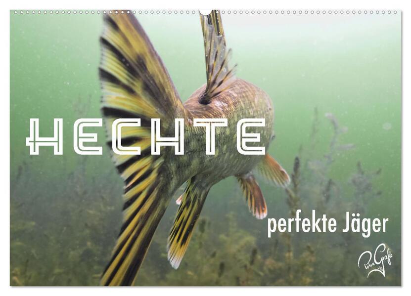 Hechte - perfekte Jäger (Wandkalender 2026 DIN A2 quer) CALVENDO Monatskalender