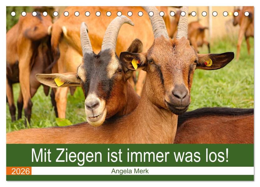 Mit Ziegen ist immer was los! (Tischkalender 2026 DIN A5 quer) CALVENDO Monatskalender