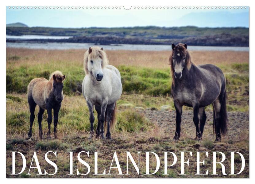 Das Islandpferd (Wandkalender 2026 DIN A2 quer) CALVENDO Monatskalender