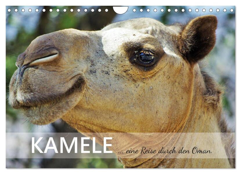 KAMELE... eine Reise durch den Oman. (Wandkalender 2026 DIN A4 quer) CALVENDO Monatskalender