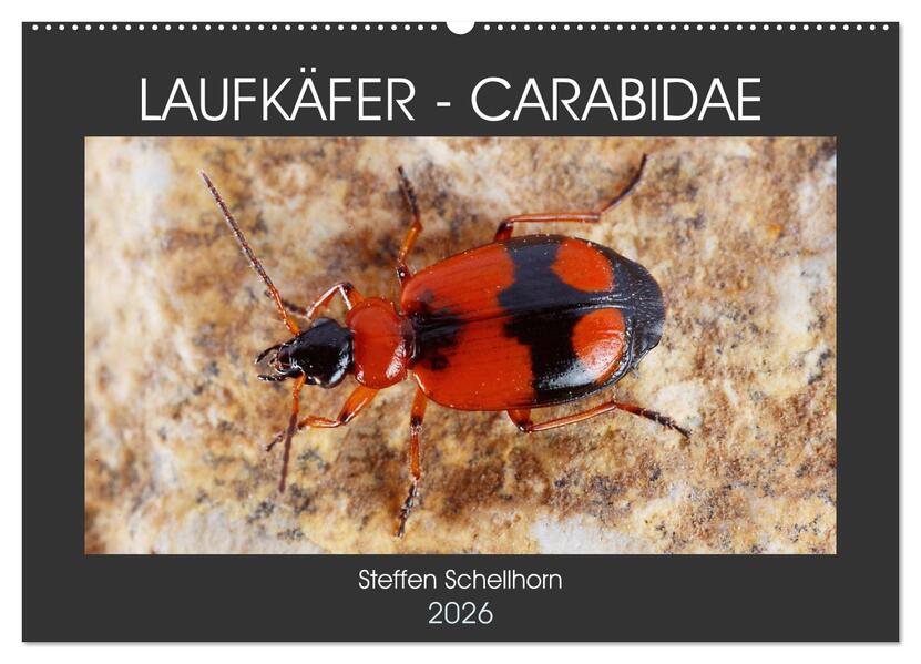 LAUFKÄFER - CARABIDAE (Wandkalender 2026 DIN A2 quer) CALVENDO Monatskalender