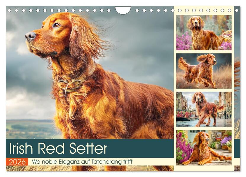Irish Red Setter. Wo noble Eleganz auf Tatendrang trifft (Wandkalender 2026 DIN A4 quer) CALVENDO Monatskalender