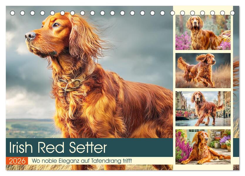 Irish Red Setter. Wo noble Eleganz auf Tatendrang trifft (Tischkalender 2026 DIN A5 quer) CALVENDO Monatskalender