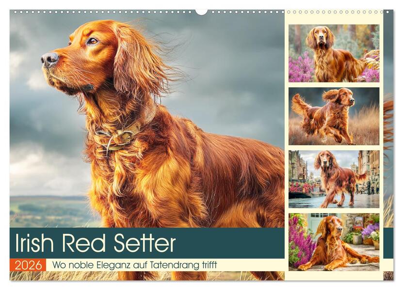 Irish Red Setter. Wo noble Eleganz auf Tatendrang trifft (Wandkalender 2026 DIN A2 quer) CALVENDO Monatskalender