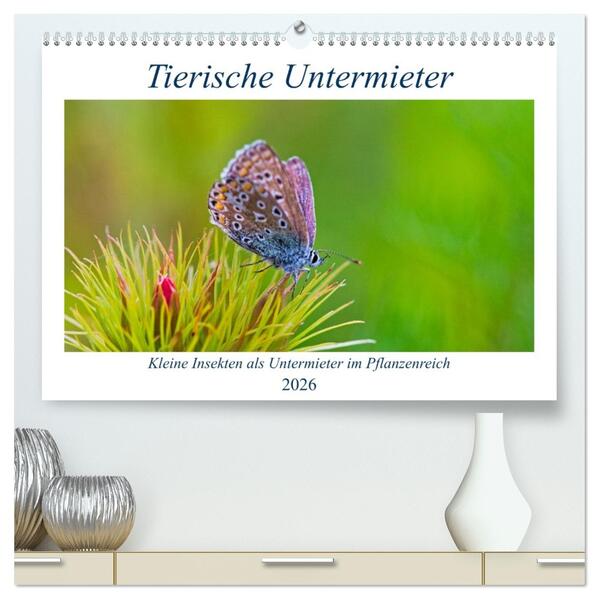 Tierische Untermieter (hochwertiger Premium Wandkalender 2026 DIN A2 quer) Kunstdruck in Hochglanz
