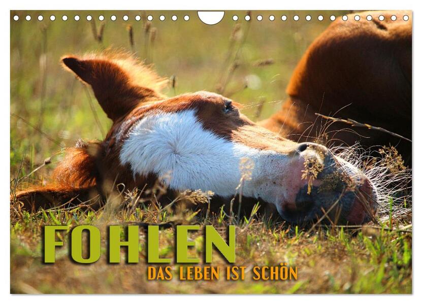 Fohlen - das Leben ist schön (Wandkalender 2026 DIN A4 quer) CALVENDO Monatskalender