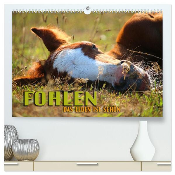 Fohlen - das Leben ist schön (hochwertiger Premium Wandkalender 2026 DIN A2 quer) Kunstdruck in Hochglanz