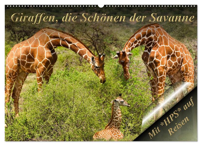 Giraffen die Schönen der Savanne (Wandkalender 2026 DIN A2 quer) CALVENDO Monatskalender