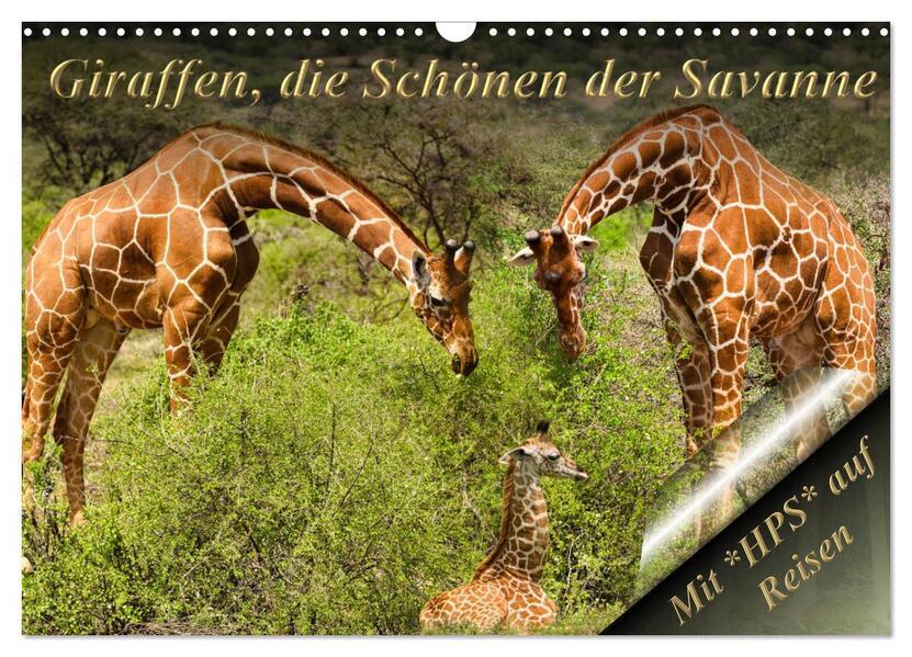 Giraffen die Schönen der Savanne (Wandkalender 2026 DIN A3 quer) CALVENDO Monatskalender