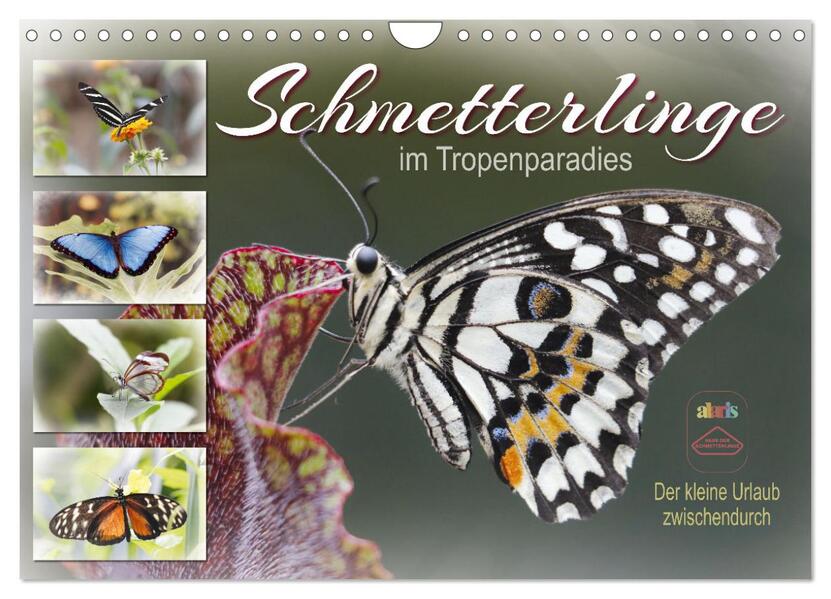 Schmetterlinge im Tropenparadies (Wandkalender 2026 DIN A4 quer) CALVENDO Monatskalender