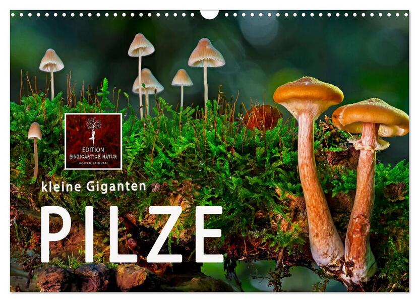 Pilze - kleine Giganten (Wandkalender 2026 DIN A3 quer) CALVENDO Monatskalender