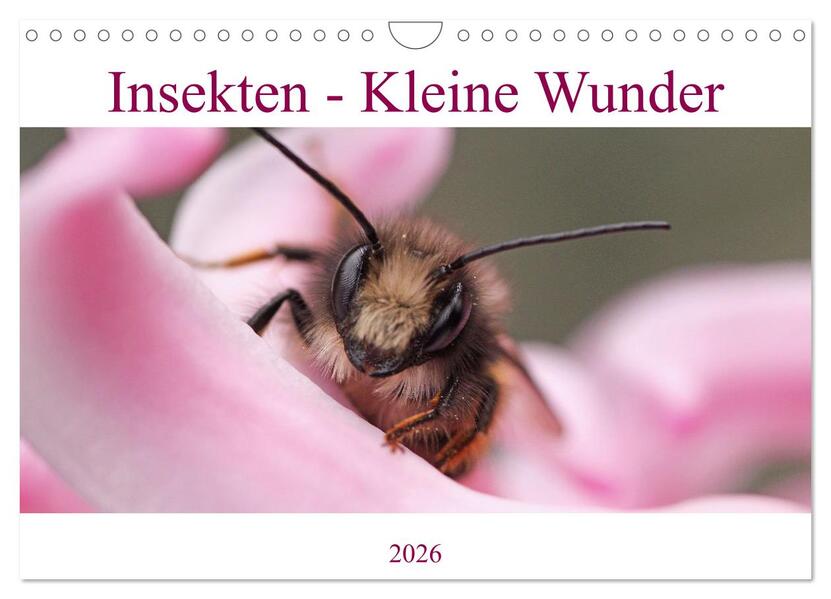 Insekten - Kleine Wunder (Wandkalender 2026 DIN A4 quer) CALVENDO Monatskalender