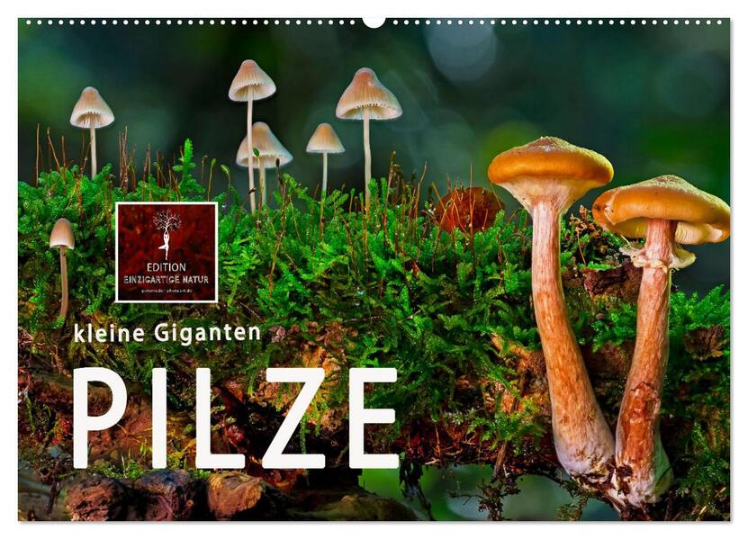 Pilze - kleine Giganten (Wandkalender 2026 DIN A2 quer) CALVENDO Monatskalender