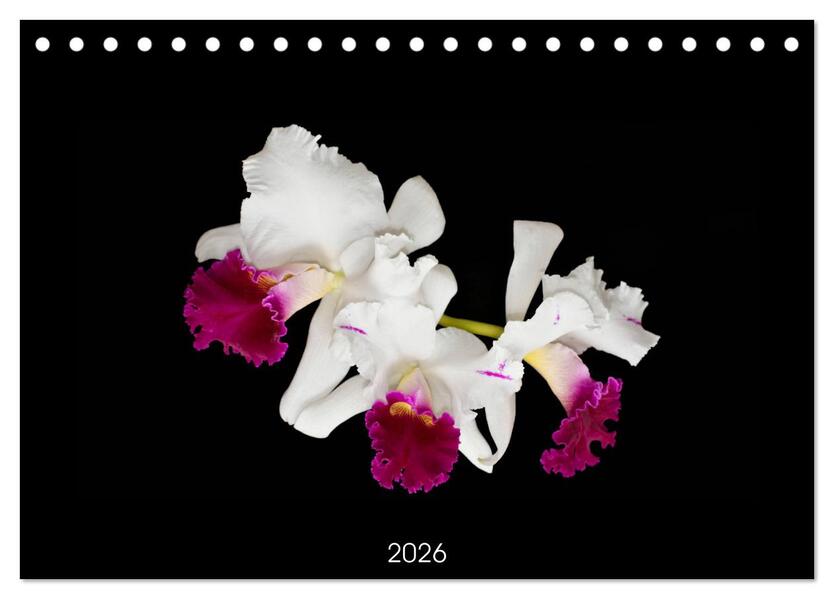 Leuchtende Cattleyen (Tischkalender 2026 DIN A5 quer) CALVENDO Monatskalender