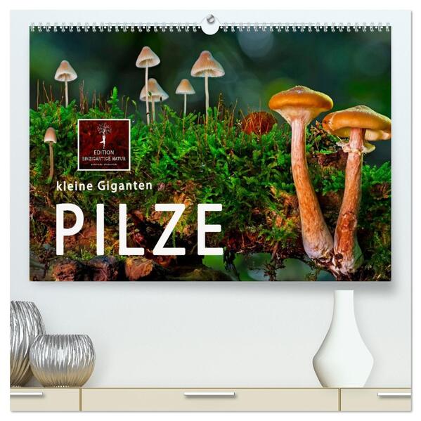 Pilze - kleine Giganten (hochwertiger Premium Wandkalender 2026 DIN A2 quer) Kunstdruck in Hochglanz