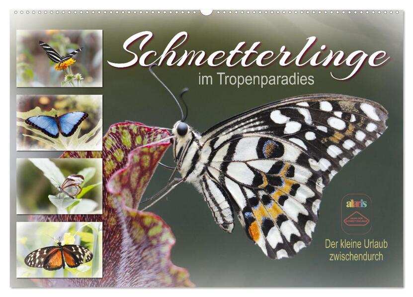 Schmetterlinge im Tropenparadies (Wandkalender 2026 DIN A2 quer) CALVENDO Monatskalender