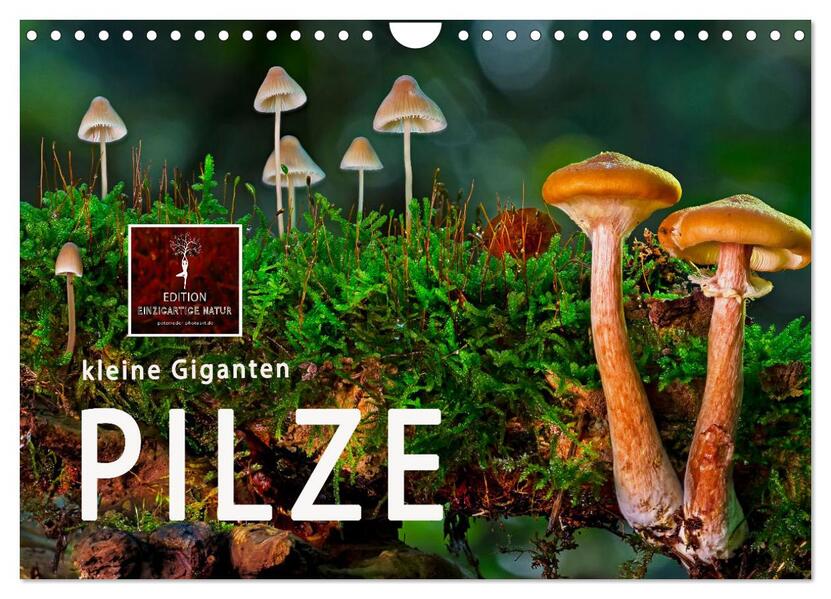 Pilze - kleine Giganten (Wandkalender 2026 DIN A4 quer) CALVENDO Monatskalender