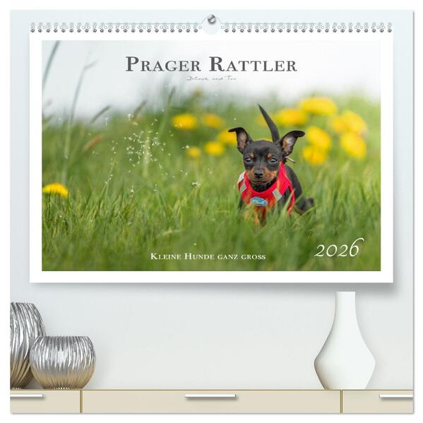 Prager Rattler - Black and Tan - Kleine Hunde ganz groß (hochwertiger Premium Wandkalender 2026 DIN A2 quer) Kunstdruck in Hochglanz
