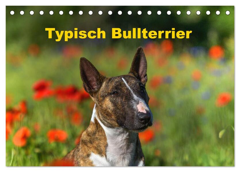 Typisch Bullterrier (Tischkalender 2026 DIN A5 quer) CALVENDO Monatskalender
