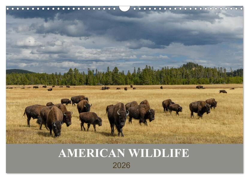 American Wildlife (Wandkalender 2026 DIN A3 quer) CALVENDO Monatskalender