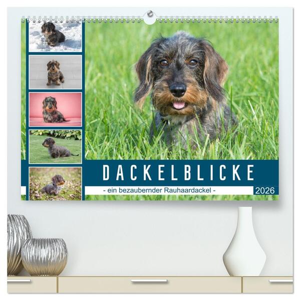 Dackelblicke - ein bezaubernder Rauhaardackel (hochwertiger Premium Wandkalender 2026 DIN A2 quer) Kunstdruck in Hochglanz