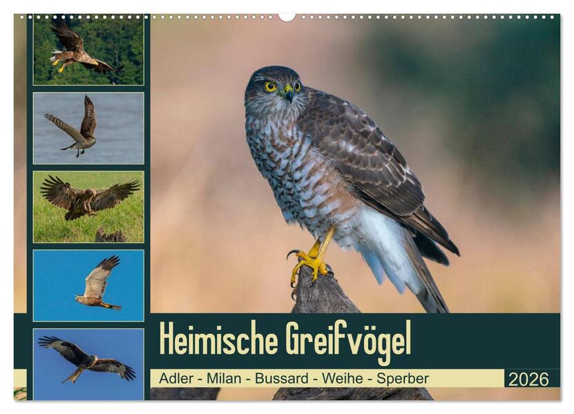 Heimische GREIFVÖGEL Adler Milan Bussard Weihe Sperber (Wandkalender 2026 DIN A2 quer) CALVENDO Monatskalender