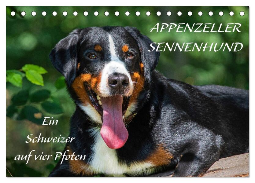 Appenzeller Sennenhund - Ein Schweizer auf 4 Pfoten (Tischkalender 2026 DIN A5 quer) CALVENDO Monatskalender