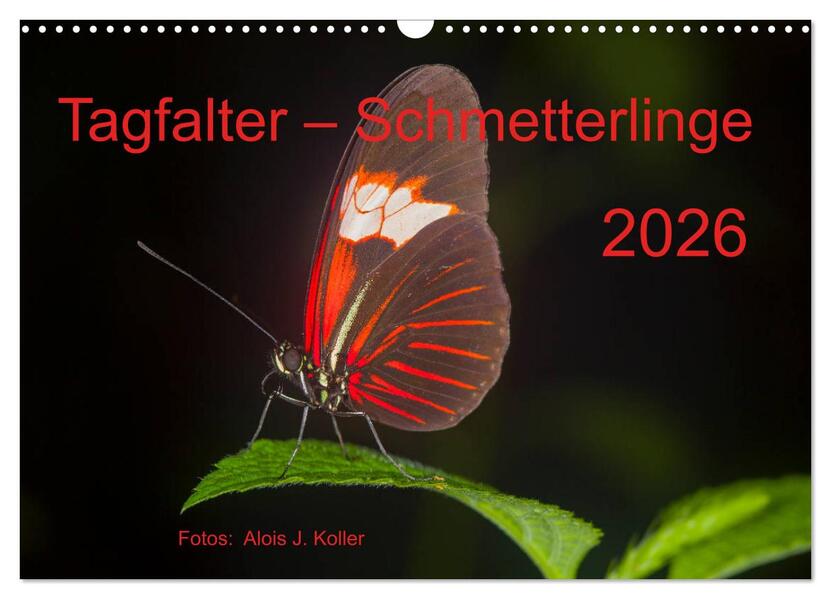 Tagfalter Schmetterlinge (Wandkalender 2026 DIN A3 quer) CALVENDO Monatskalender