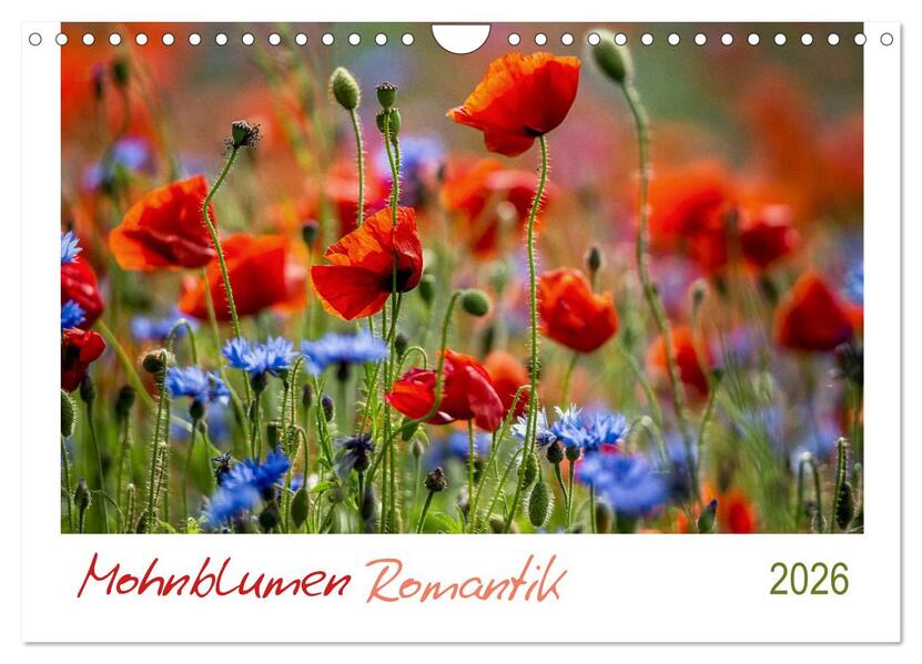 Mohnblumen Romantik (Wandkalender 2026 DIN A4 quer) CALVENDO Monatskalender