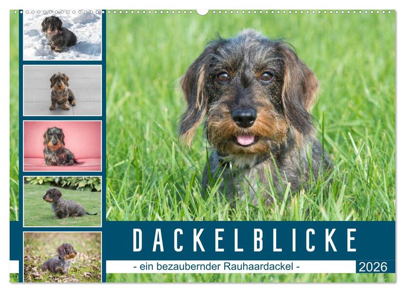 Dackelblicke - ein bezaubernder Rauhaardackel (Wandkalender 2026 DIN A2 quer) CALVENDO Monatskalender