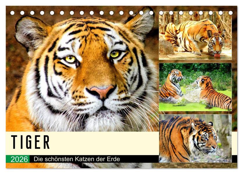 Tiger. Die schönsten Katzen der Erde (Tischkalender 2026 DIN A5 quer) CALVENDO Monatskalender