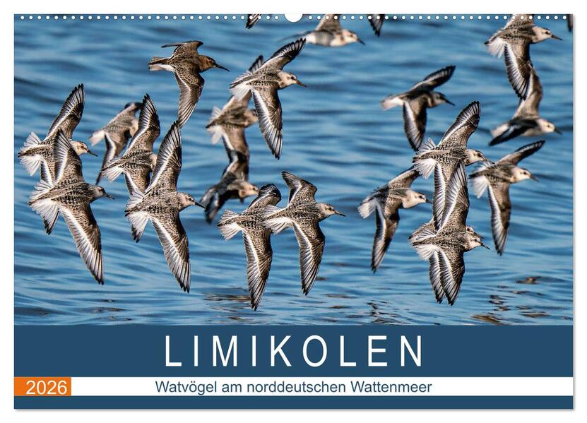 Limikolen - Watvögel am norddeutschen Wattenmeer (Wandkalender 2026 DIN A2 quer) CALVENDO Monatskalender