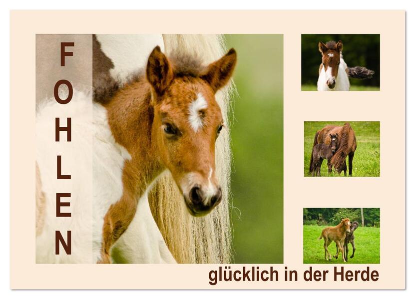 Fohlen glücklich in der Herde (Wandkalender 2026 DIN A3 quer) CALVENDO Monatskalender